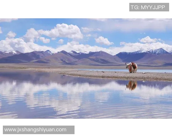 皇家盐湖城与圣何西地震的精彩对决分析与预测 皇家盐湖城与圣何西地震的精彩对决分析与预测